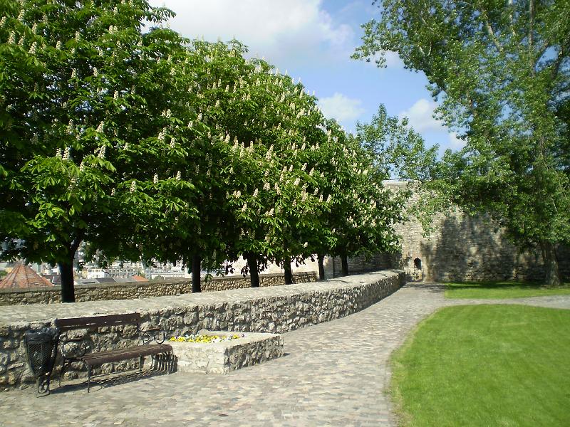 Bp 015.JPG - Spring in Budapest's Castle District